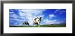 Cows In Field, Lake District, England, United Kingdom by Elise Remender Limited Edition Print