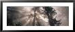 Trees Redwood National Park, California, Usa by Panoramic Images Limited Edition Pricing Art Print