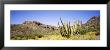 Organ Pipe Cactus, Arizona, Usa by Panoramic Images Limited Edition Print