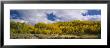 Aspen Trees In A Forest, California, Usa by Panoramic Images Limited Edition Print