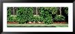 Ivy Covered Wall, Oxford University, England, United Kingdom by Panoramic Images Limited Edition Print