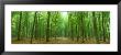 Pathway Through Forest, Mastatten, Germany by Panoramic Images Limited Edition Pricing Art Print