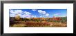 Autumn Foliage, New York State, Usa by Panoramic Images Limited Edition Print
