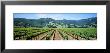 Napa Valley Vineyards Hopland, Ca by Panoramic Images Limited Edition Pricing Art Print