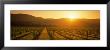 Vineyard, Napa Valley, California, Usa by Panoramic Images Limited Edition Pricing Art Print