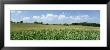 Corn Crop In A Field, Wyoming County, New York State, Usa by Panoramic Images Limited Edition Print