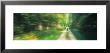 Road, Greenery, Trees, Germany by Panoramic Images Limited Edition Pricing Art Print
