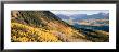 View Of Trees In Autumn, San Juan Mountains, Colorado, Usa by Panoramic Images Limited Edition Pricing Art Print