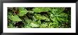 Tropical Vegetation, Costa Rica by Panoramic Images Limited Edition Pricing Art Print
