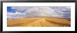 Wheat Field, Washington State, Usa by Panoramic Images Limited Edition Print