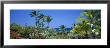 Kona Coast, Hawaii, Usa by Panoramic Images Limited Edition Print