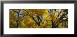 Low Angle View Of Cottonwood Trees, Taos, New Mexico, Usa by Panoramic Images Limited Edition Pricing Art Print