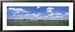 Cornfield, Marion County, Illinois, Usa by Panoramic Images Limited Edition Print
