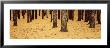 Low Section View Of Pine And Oak Trees, Cape Cod, Massachusetts, Usa by Panoramic Images Limited Edition Print
