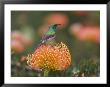 Southern Doublecollared Sunbird, Perched On Pincushion Protea, Kirstenbosch Botanical Garden by Steve & Ann Toon Limited Edition Pricing Art Print