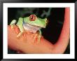 Red-Eyed Tree Frog, Central & South America by Marian Bacon Limited Edition Print