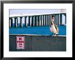 Brown Pelican In Front Of Sunshine Skyway Bridge, Tampa Bay, Tampa, Florida by David Tomlinson Limited Edition Print