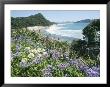Hot Water Beach, Coromandel Peninsula, South Auckland, North Island, New Zealand by Ken Gillham Limited Edition Print