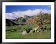 Langdale Pikes From Great Langdale, Lake District National Park, Cumbria, England by Roy Rainford Limited Edition Pricing Art Print