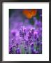 Lavender And Butterflies, Provence-Alpes-Cote D'azur, France by Dan Herrick Limited Edition Print