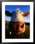 Close-Up Of Cow's Nose At Glumslovs Backar, Landskrona, Skane, Sweden by Anders Blomqvist Limited Edition Pricing Art Print