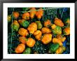 Habanero Chillies At Tepoztlan Market, Tepoztlan, Morelos, Mexico by Greg Elms Limited Edition Print