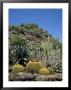 Cacti, Palmitos Park, Gran Canaria, Canary Islands, Spain by G Richardson Limited Edition Print