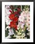 Gladiolus, Mixed Variety Close-Up Of Flowering Stems by Michele Lamontagne Limited Edition Print