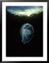 Moon Jellyfish, British Columbia, Canada by David B. Fleetham Limited Edition Print