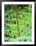 Fern, Queensland, Australia by David Wall Limited Edition Print