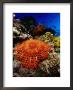 Crown Of Thorns Starfish At Stingray Station, Red Sea, Suez, Egypt by Mark Webster Limited Edition Print