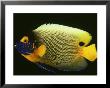 Blue-Faced Angelfish, Pomacanthus Xanthometopon by Philippe Poulet Limited Edition Print