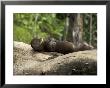 Giant River Otter Rests On A Log At Lake Balbina by Nicole Duplaix Limited Edition Pricing Art Print