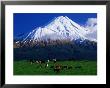 Cattle Graze Beneath The Dormant Volcano Mt. Taranaki, Or Egmont, Taranaki, New Zealand by David Wall Limited Edition Print