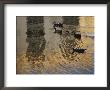 A Group Of Various Types Of Ducks Swimming Together by Raul Touzon Limited Edition Print