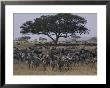 Zebras And Wildebeests In The Serengeti National Park by Annie Griffiths Belt Limited Edition Print