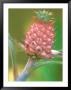 Miniature Pineapple, Naples Botanical Garden, Naples, Florida, Usa by Rob Tilley Limited Edition Print