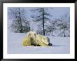 A Young Polar Bear Rests On The Back Of Its Mother by Norbert Rosing Limited Edition Print