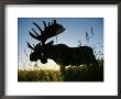 A Moose Stands In Bluejoint Grass At Sunset by Joel Sartore Limited Edition Print