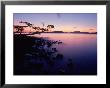 Silhouette Of Tree At Sunset, Anacortes, Wa by Jim Corwin Limited Edition Print