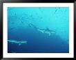 Hammerhead Sharks, Cocos Islands, Indian Ocean by Joe Stancampiano Limited Edition Pricing Art Print