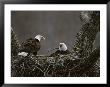 A Pair Of American Bald Eagles In Their Nest by Roy Toft Limited Edition Print