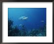 A Pair Of Caribbean Reef Sharks Swimming In A Bahamian Reef by Brian J. Skerry Limited Edition Print