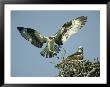 Osprey Landing In Its Nest Near Its Partner by Klaus Nigge Limited Edition Print