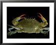 Overhead Close-Up Of A Blue Crab by George Grall Limited Edition Print