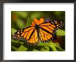 Monarch Butterfly At The Lincoln Children's Zoo, Nebraska by Joel Sartore Limited Edition Print