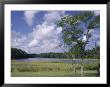 Indian Field Creek, On Colonial Highway, Near Williamsburg, Virginia, Usa by Pearl Bucknall Limited Edition Print