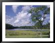 Indian Field Creek, On Colonial Highway, Near Williamsburg, Virginia, Usa by Pearl Bucknall Limited Edition Print