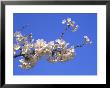 Sakura, Imperial Palace, Tokyo, Japan by Rob Tilley Limited Edition Pricing Art Print