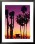 Palm Trees At Sunset, Venice Beach, Los Angeles, Los Angeles, California, Usa by Richard Cummins Limited Edition Print